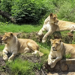 ZOO